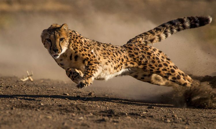 Majestic Cheetah