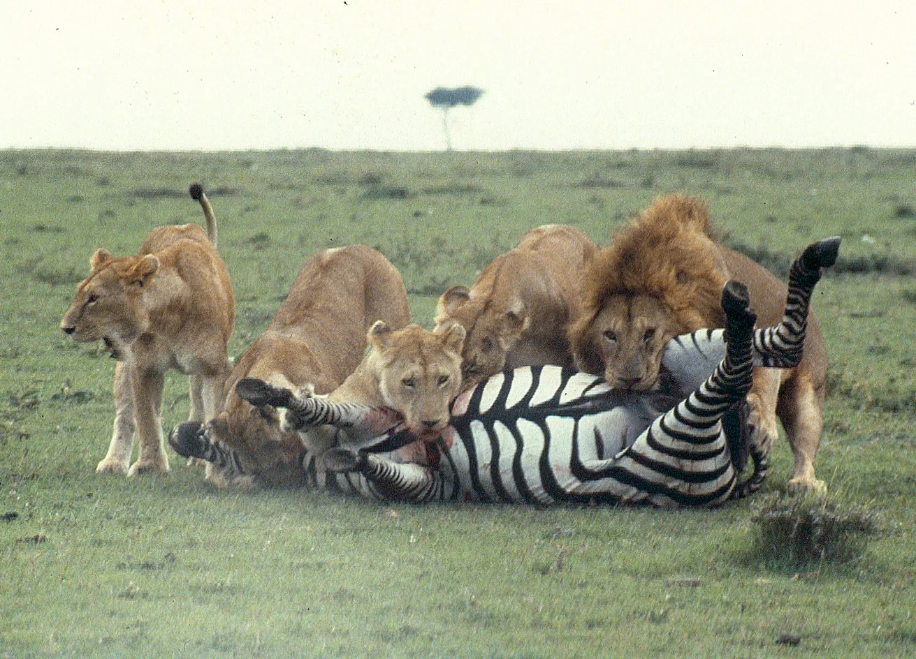 Lions in Action