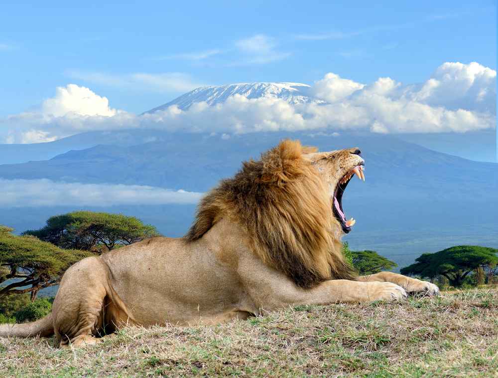Mountain Lion Vista