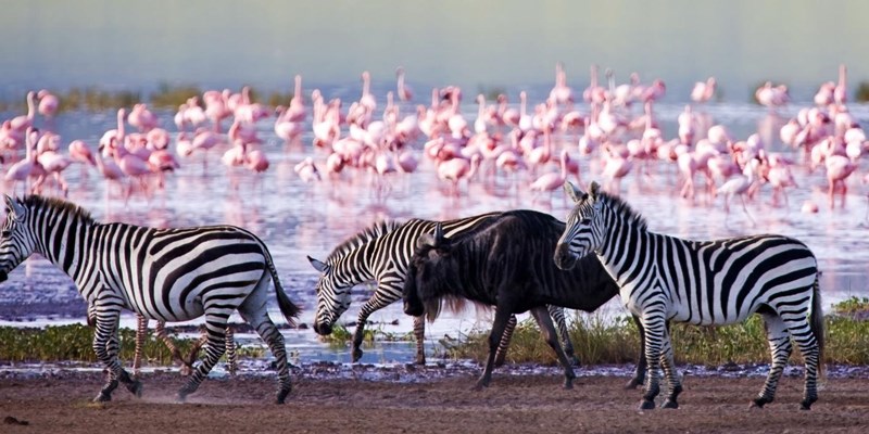 Wildebeest Migration