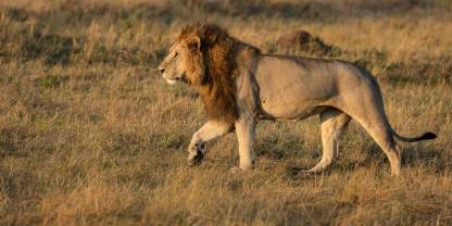 Lions-Maasai-Mara